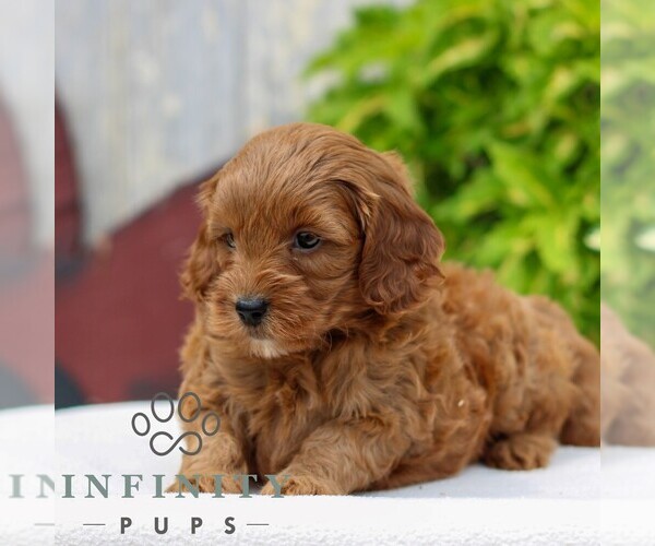 Medium Photo #3 Cavapoo Puppy For Sale in NARVON, PA, USA