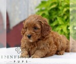 Small #2 Cavapoo