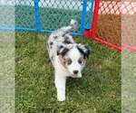 Puppy Chip Australian Shepherd-Miniature Australian Shepherd Mix