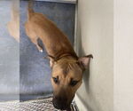 Small American Pit Bull Terrier Mix