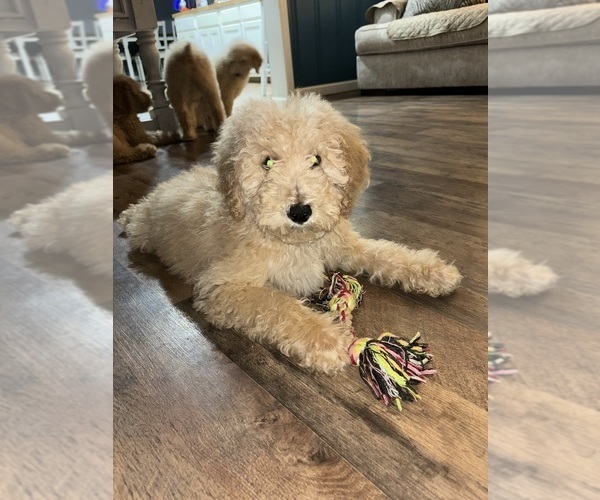 Medium Photo #2 Poodle (Standard) Puppy For Sale in WHITESBURG, KY, USA
