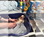 Small Photo #5 Chihuahua-Unknown Mix Puppy For Sale in Grafton, WI, USA