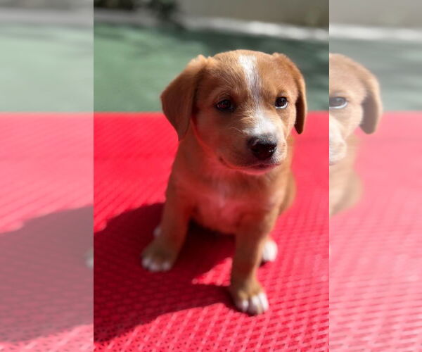 Medium Photo #4 Mutt Puppy For Sale in Laramie, WY, USA