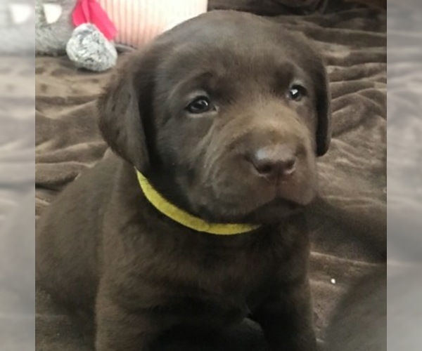 Medium Photo #6 Labrador Retriever Puppy For Sale in RIVERSIDE, CA, USA