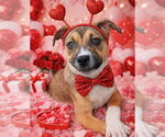 Small #3 Labrador Retriever Mix