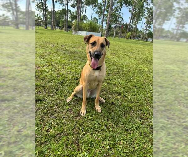 Medium Photo #2  Puppy For Sale in , 