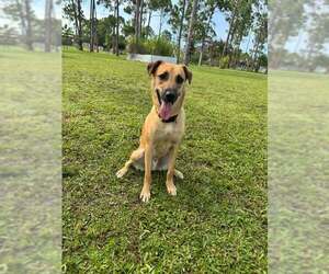 Mutt Dogs for adoption in Naples, FL, USA