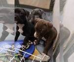 Small Photo #3 American Pit Bull Terrier Puppy For Sale in NEW CASTLE, DE, USA