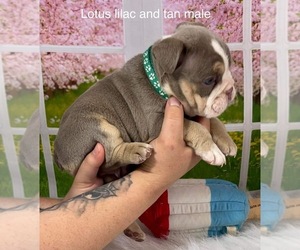 Bulldog Dog for Adoption in CORPUS CHRISTI, Texas USA