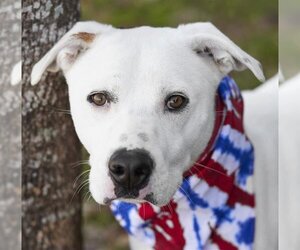 American Pit Bull Terrier-Unknown Mix Dogs for adoption in Rosenberg, TX, USA