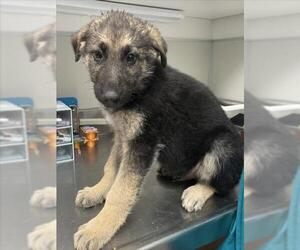 German Shepherd Dog Dogs for adoption in Tracy, CA, USA