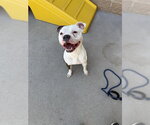 Small #4 American Staffordshire Terrier Mix