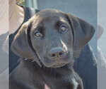 Small #4 Mutt