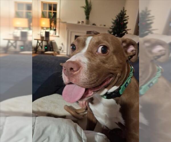 Medium Photo #3 American Pit Bull Terrier Puppy For Sale in Derwood, MD, USA