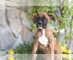 Small #1 Boxer