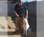 Small Photo #4 German Shepherd Dog Puppy For Sale in Phoenix, AZ, USA