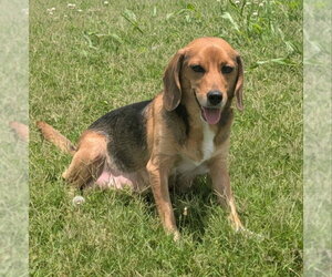 Beagle-Unknown Mix Dogs for adoption in House Springs, MO, USA