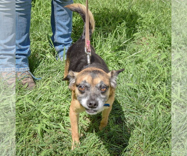 Medium Photo #4 Daug Puppy For Sale in Huntley, IL, USA