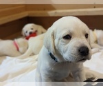 Small Photo #12 Labrador Retriever Puppy For Sale in LOGAN, UT, USA