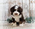 Small #3 Bernedoodle (Miniature)
