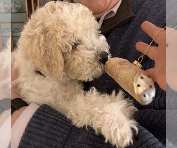 Medium Photo #2 Poochon Puppy For Sale in AUBURN, MA, USA