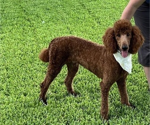 Father of the Poodle (Standard) puppies born on 01/11/2025