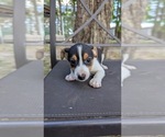 Small #5 Rat Terrier