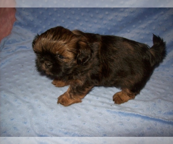 Medium Photo #5 Shih Tzu Puppy For Sale in S ZANESVILLE, OH, USA