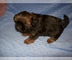 Small #4 Shih Tzu
