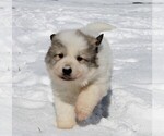 Small #1 Great Pyrenees