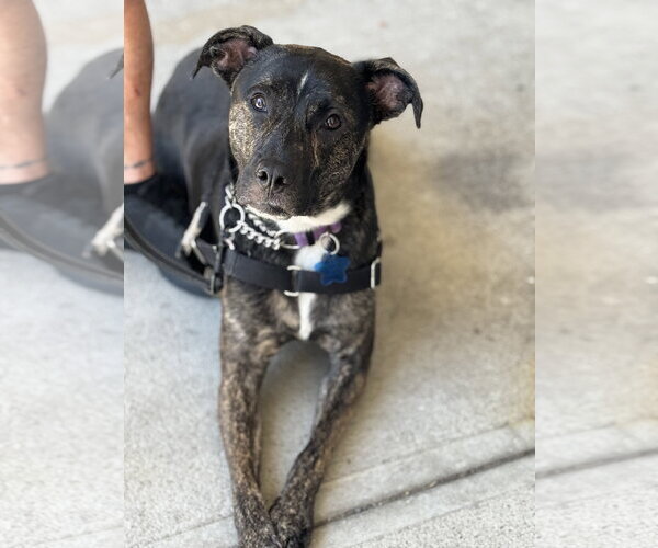 Medium Photo #5 Mutt Puppy For Sale in Woodbury, NY, USA