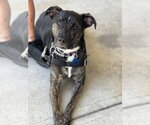 Small Photo #5 Mutt Puppy For Sale in Woodbury, NY, USA