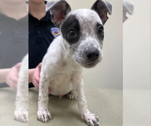 Mutt Dogs for adoption in Lee's Summit, MO, USA