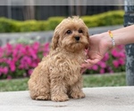 Small #3 Cavalier King Charles Spaniel-Poodle (Toy) Mix