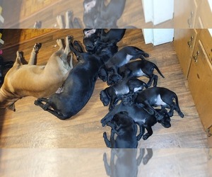 Mastador Puppy for sale in COLUMBUS, GA, USA