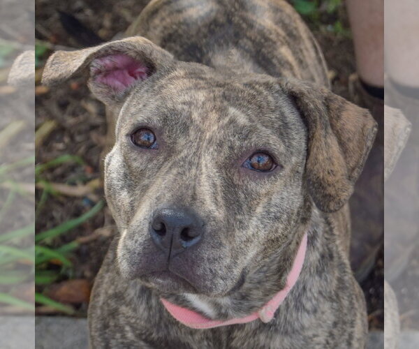 Medium Photo #6 American Staffordshire Terrier-Boxer Mix Puppy For Sale in Huntley, IL, USA