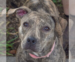 Smooch - Female American Staffordshire Terrier-Boxer Mix Dog for Adoption - Photo #6