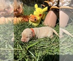 Small #9 Labrador Retriever