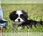 Small #3 Auss-Tzu
