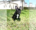 Small Photo #1 French Bulldog Puppy For Sale in MIAMI, FL, USA