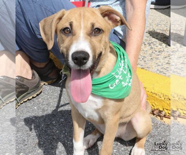 Medium Photo #4 Labrador Retriever-Unknown Mix Puppy For Sale in Washington, DC, USA