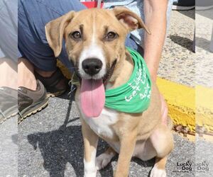 Eclair - Female Labrador Retriever-Unknown Mix Dog for Adoption - Photo #4