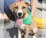 Small Photo #4 Labrador Retriever-Unknown Mix Puppy For Sale in Washington, DC, USA