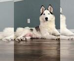 Small Photo #11 Siberian Husky Puppy For Sale in BROOKSVILLE, FL, USA