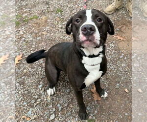 American Pit Bull Terrier Dog for Adoption in Benton, Pennsylvania USA