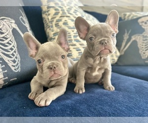 French Bulldog Puppy for sale in EASTVALE, CA, USA