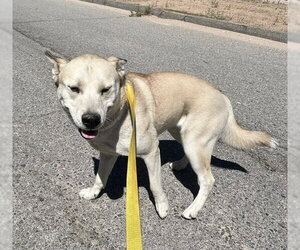 Siberian Husky Dogs for adoption in HESPERIA, CA, USA