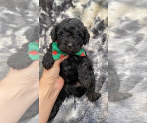 Cavapoo Puppy for sale in CAMPBELLSVILLE, KY, USA