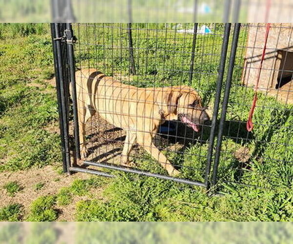Medium Photo #15 Brazilian Mastiff Puppy For Sale in Jasper, AL, USA