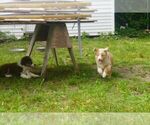 Small #5 Miniature Australian Shepherd